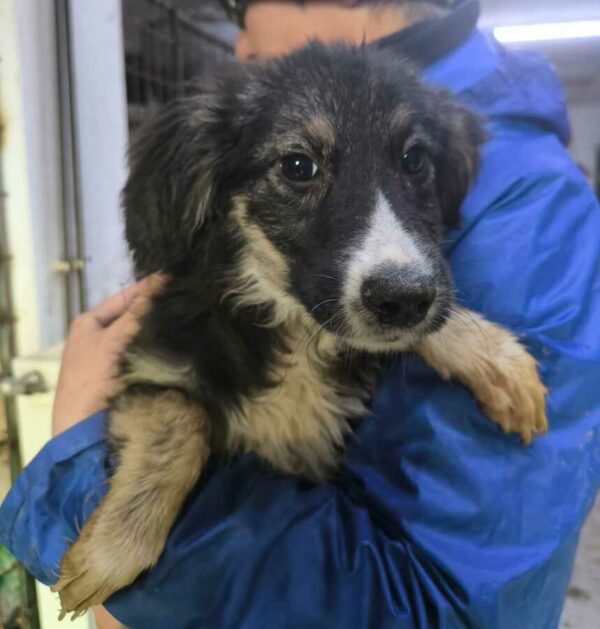 LITTLE (♂) - ausgereist zur Tierhilfe Lebenswert DR 17.01.2025 – Bild 5