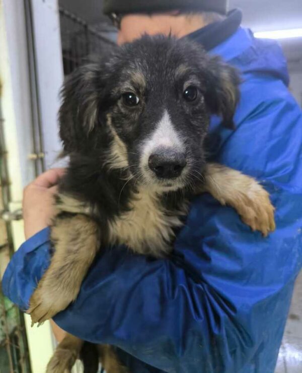 LITTLE (♂) - ausgereist zur Tierhilfe Lebenswert DR 17.01.2025