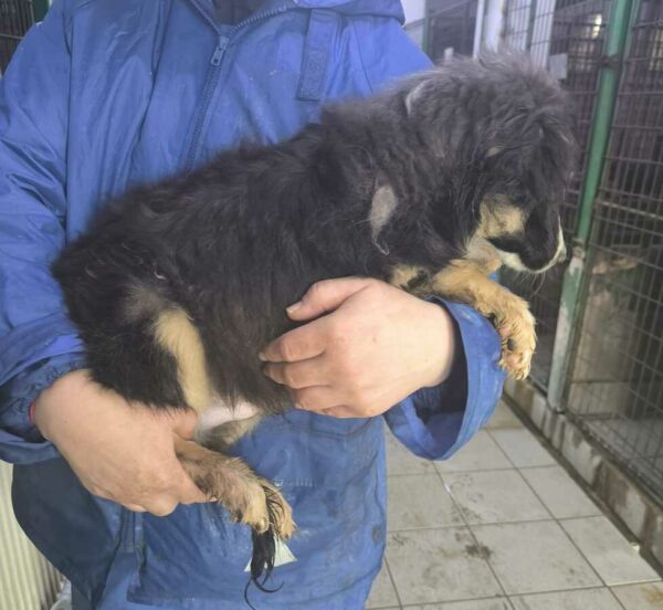 LITTLE (♂) - ausgereist zur Tierhilfe Lebenswert DR 17.01.2025 – Bild 4