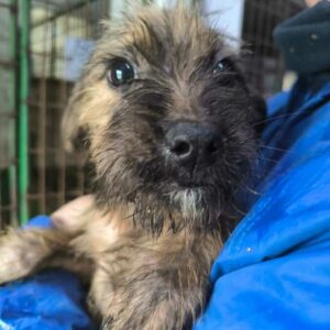 SHIRLY (♀) - ausgereist zu Vierbeiner in Not (AL)