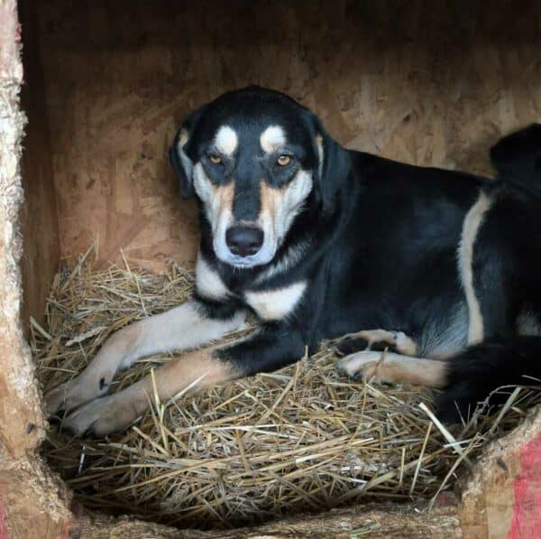 JENNA (♀) - ausgereist zur Tierhilfe Lebenswert (AM) – Bild 3