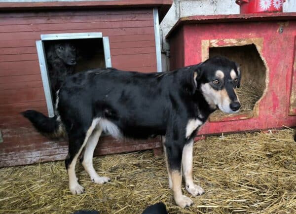 JENNA (♀) - ausgereist zur Tierhilfe Lebenswert (AM) – Bild 2