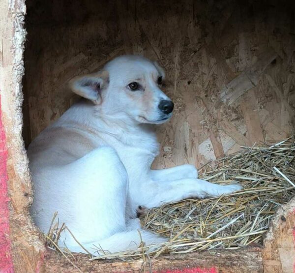 EMONA (♀) - NOTFALL - wurde gebissen - ausgereist zur Tierhilfe Lebenswert DR 11.04.25 – Bild 5