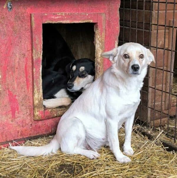 EMONA (♀) - NOTFALL - wurde gebissen - ausgereist zur Tierhilfe Lebenswert DR 11.04.25 – Bild 2