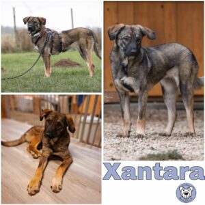 Xantara (♀) in 52372 Kreuzau - vermittelt
