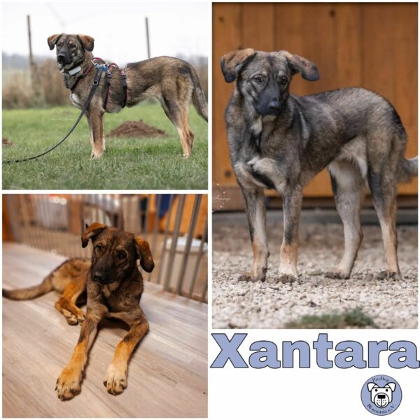 Xantara (♀) in 52372 Kreuzau - vermittelt