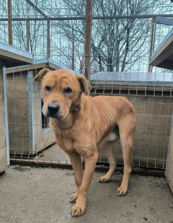 BOOMER (♂) – Bild 2