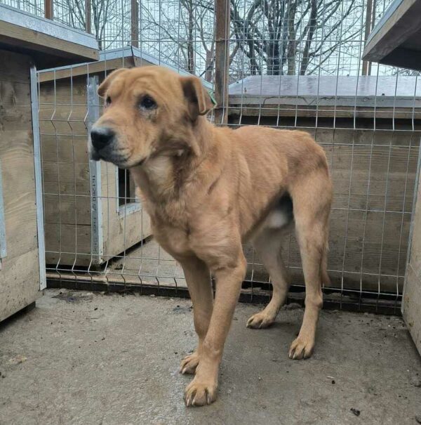 BOOMER (♂) – Bild 4