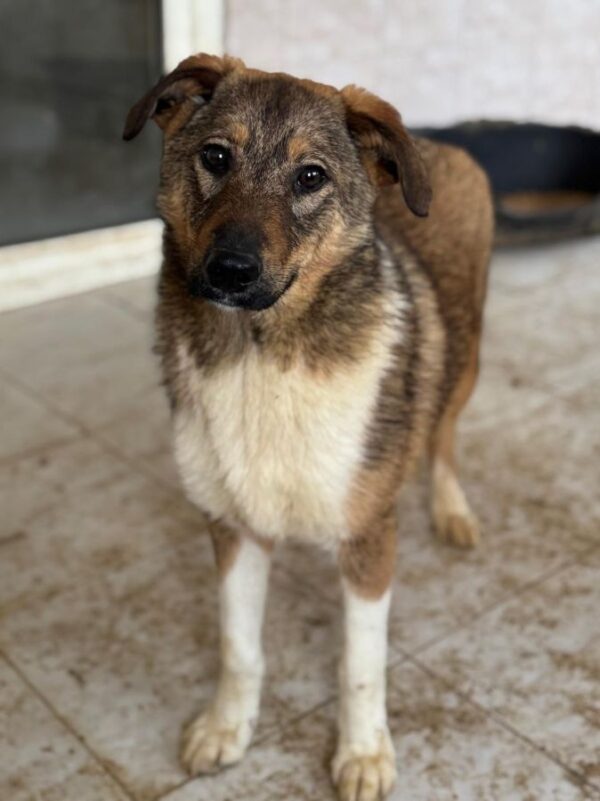 ALWIN (♂) – Bild 5