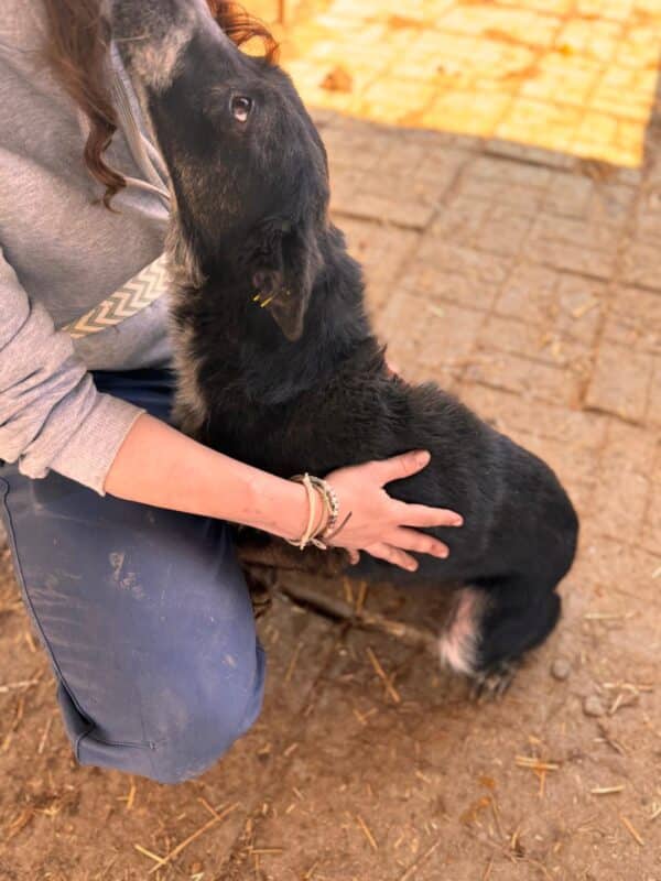 CASSIDY (♀) - vermittelt NH – Bild 9
