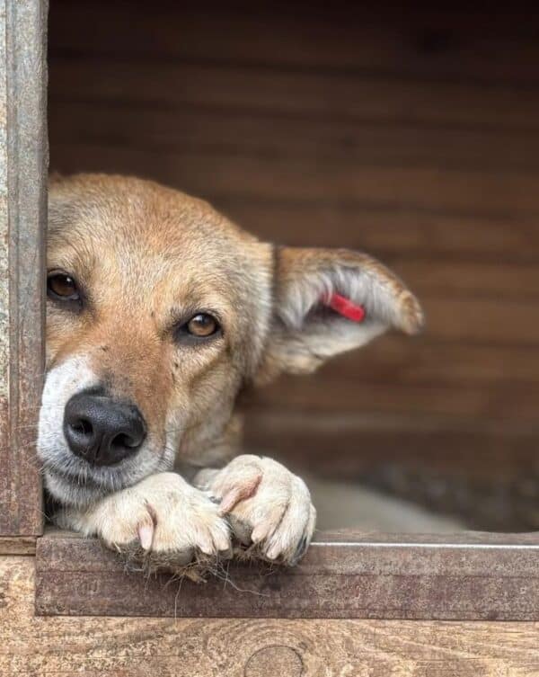 LOBA (♀) (Doppelerfassung=SABIA) – Bild 3