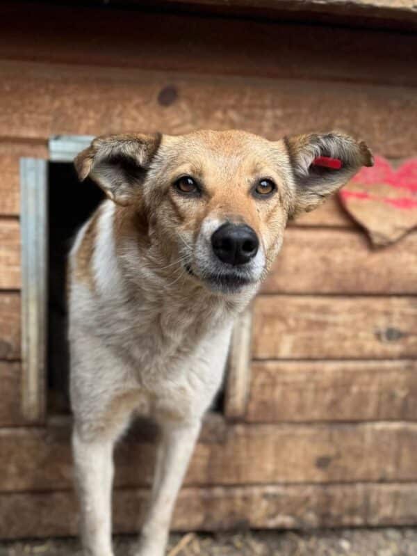 LOBA (♀) (Doppelerfassung=SABIA) – Bild 2