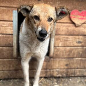 LOBA (♀) (Doppelerfassung=SABIA)