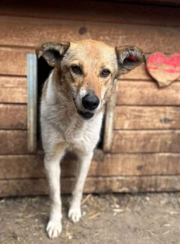 LOBA (♀) (Doppelerfassung=SABIA)