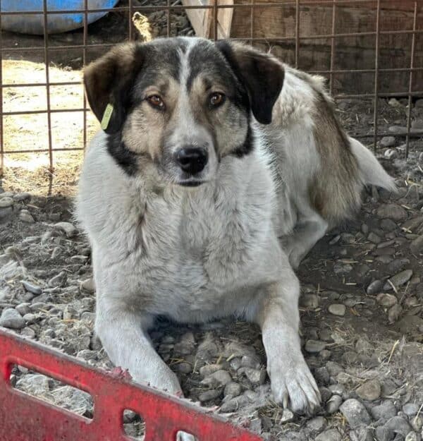 GRAZIELLA (♀) - ausgereist zur Tierhilfe Lebenswert DR 14.06.25 – Bild 2