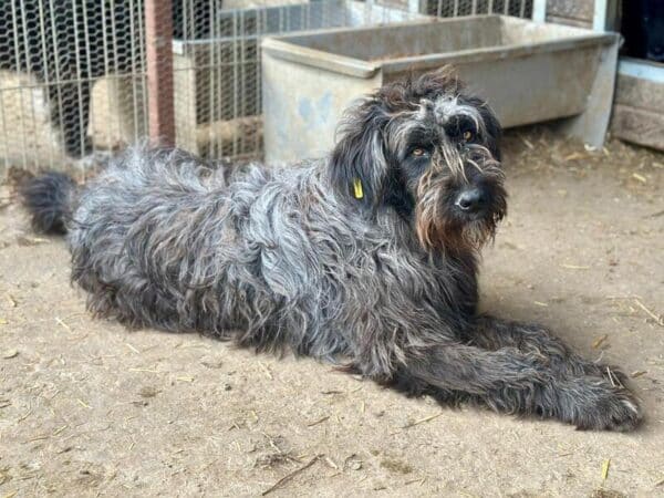 BEPPA (♀) – Bild 5