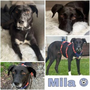Mila (♀) 76477 Elchesheim-Illingen - vermittelt
