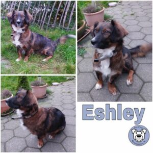 Eshley (♀) in 59227 Ahlen - vermittelt