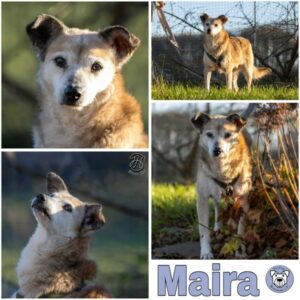 Maira (♀) in 45549 Sprockhövel