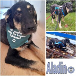 Aladin (♂) in 44799 Bochum - vermittelt