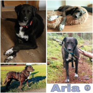 Aria (♀) 78713 Schramberg - vermittelt