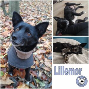 Lillemor (♀) 50968 Köln - vermittelt