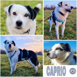 CAPRIO (♂) in 64846 Groß-Zimmern - vermittelt