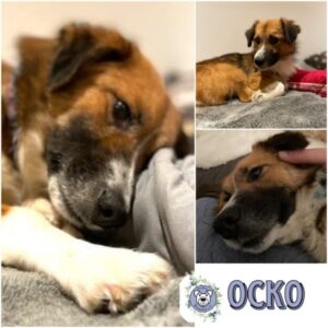 OCKO (♂) in 24358 Ahlefeld Bistensee - vermittelt