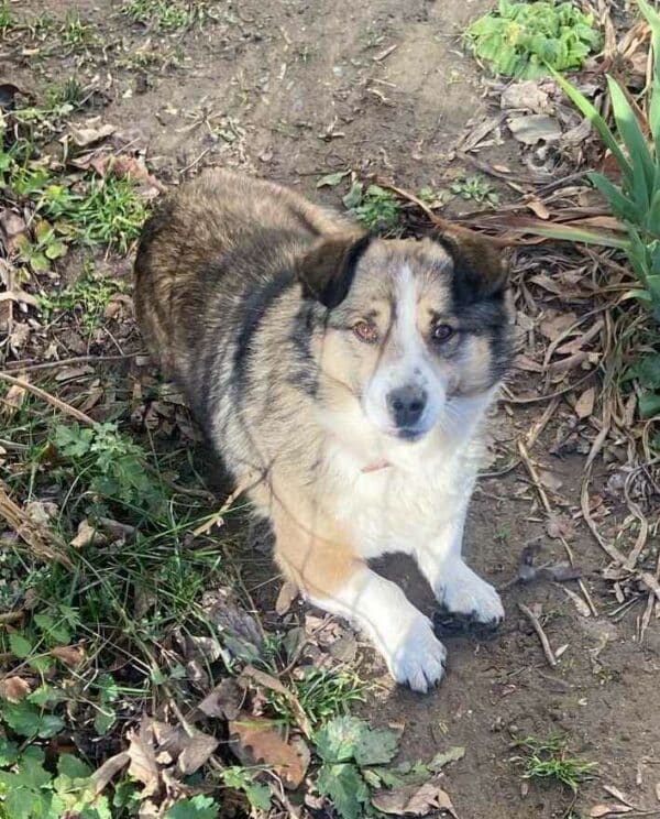 TROLLI (♂) - ausgereist zu Tiere brauchen Freunde (AL) – Bild 4