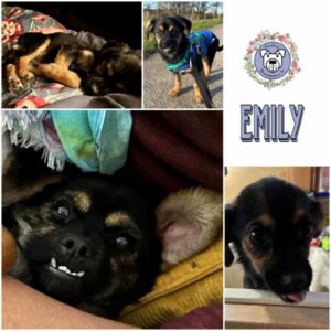 EMILY (♀) in 31084 Freden - vermittelt