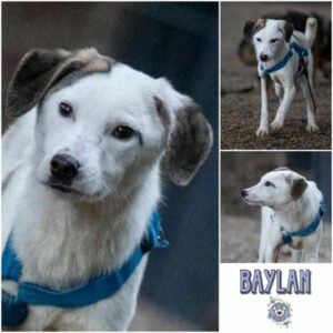 BAYLAN (♂) in 99427 Weimar - vermittelt