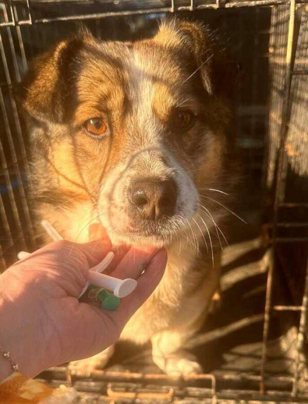 TROLLI (♂) - ausgereist zu Tiere brauchen Freunde (AL) – Bild 3