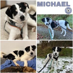MICHAEL (♂) in 63928 Pfohlbach - vermittelt