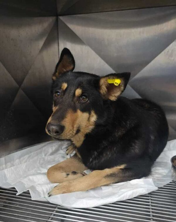 NENA (♀) - hatte Hüft-OP nach Autounfall - ausgereist zur Tierhilfe Lebenswert DR 27.06.25 – Bild 12