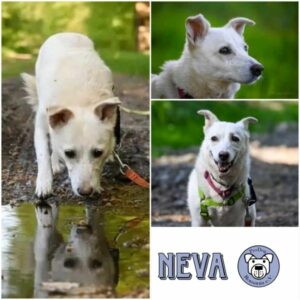 NEVA - Gnadenplatzhund seit dem 22.12.2024