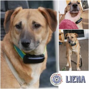 LIENA (♀) in 21493 Möhnsen - vermittelt
