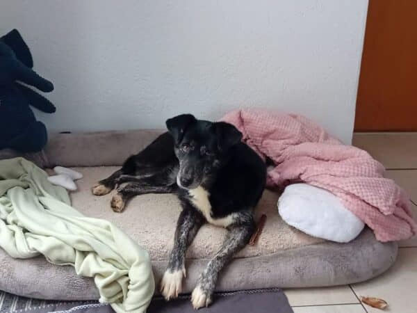 SANIA (♀) in 08468 Reichenbach - vermittelt – Bild 8