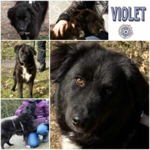 VIOLET (♀) in 21502 Geesthacht - vermittelt