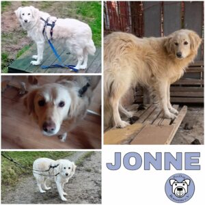 JONNE (♂) in 64385 Reichelsheim - vermittelt