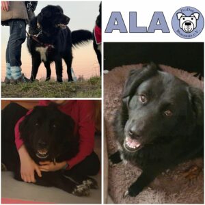 ALA (♀) in 82223 Eichenau - vermittelt