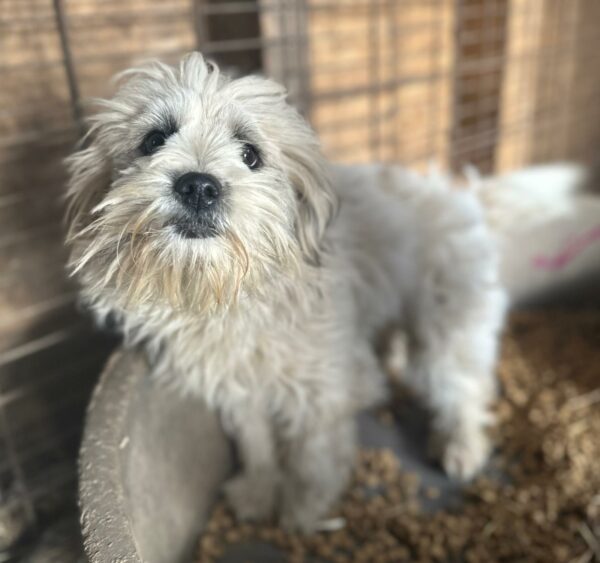 PUYU (♀) - ausgereist zu Tiere in Not Odenwald (PM) – Bild 3