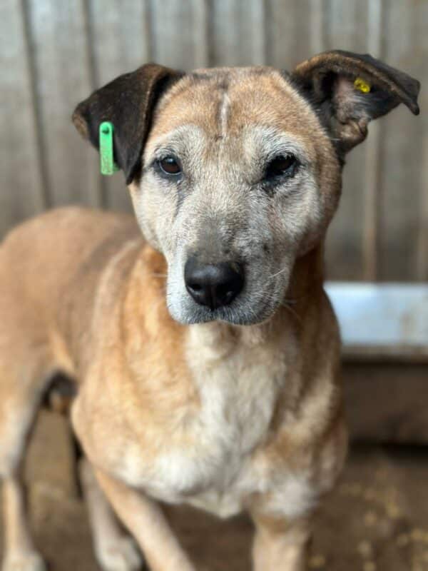 JASMINE (♀) - als PDR GPH auf PDR PS (SE)