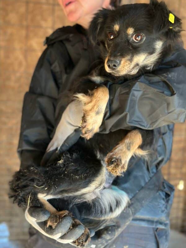 SADI (♀) - ausgereist zur Tierhilfe Lebenswert DR 14.02.2025 – Bild 5