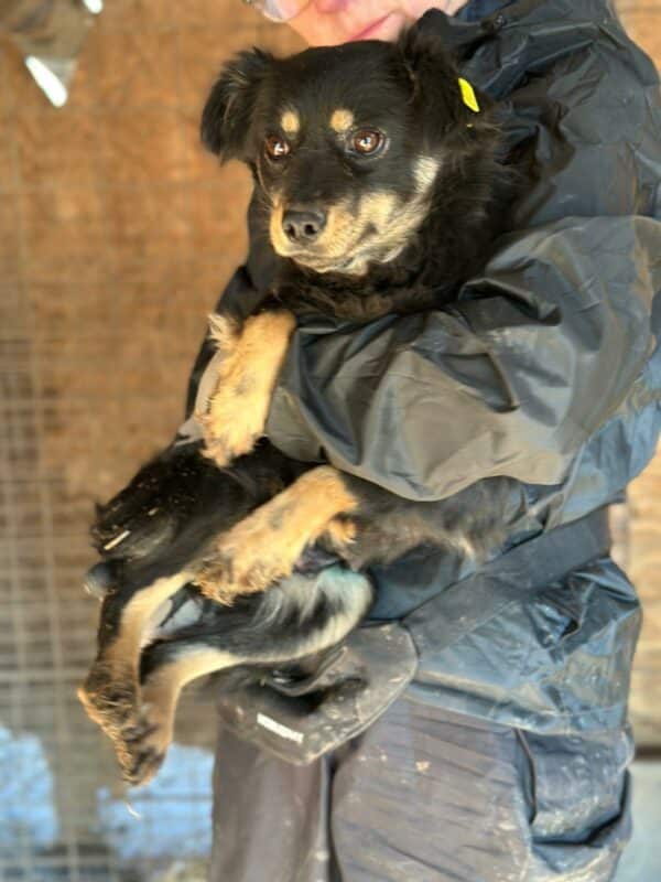 SADI (♀) - ausgereist zur Tierhilfe Lebenswert DR 14.02.2025 – Bild 6