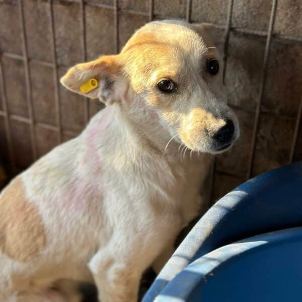 ALFIE (♂) - ausgereist zur Tierhilfe Lebenswert (AM) – Bild 7