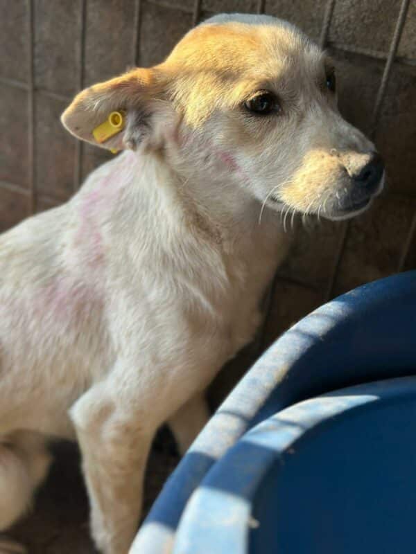 ALFIE (♂) - ausgereist zur Tierhilfe Lebenswert (AM) – Bild 6