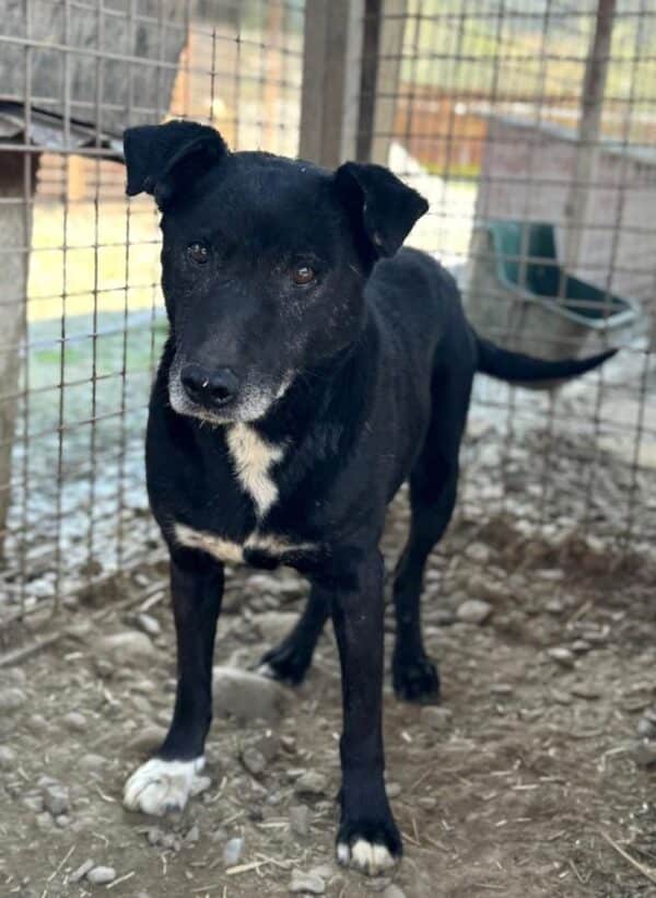 WATSON (♂) - seit mind. 2021 im Shelter - ausgereist zur Tierhilfe Lebenswert DR 04.07.25 – Bild 3