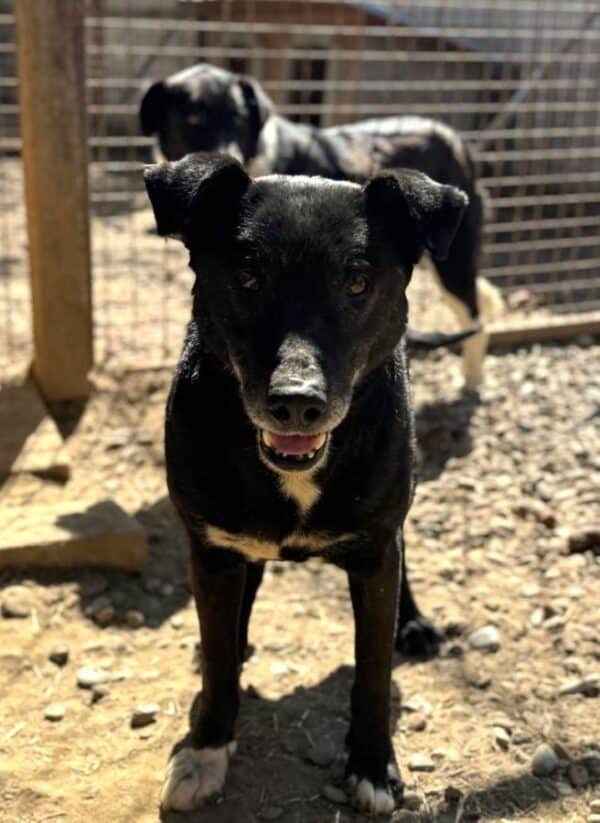 WATSON (♂) - seit mind. 2021 im Shelter - ausgereist zur Tierhilfe Lebenswert DR 04.07.25 – Bild 2