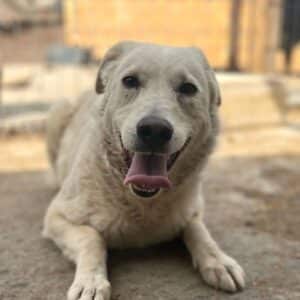 MALIKO (♂) - neurologischer Notfall - Gnadenplatz gesucht - seit mind. 2022 im Shelter
