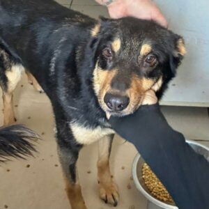 NENA (♀) - hatte Hüft-OP nach Autounfall - ausgereist zur Tierhilfe Lebenswert DR 27.06.25